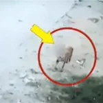 1892361 untitled 16 copy