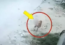 BN बांसवाड़ा न्यूज़- भ्रूण को मुंह में डाल सड़कों पर घुम रहा था कुत्ता, CCTV में कैद हुआ सीन 1892361 untitled 16 copy