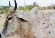 गायों में ढेलेदार त्वचा रोग को महामारी घोषित करें राजस्थान के सीएम गहलोत ने केंद्र से कहा 1913022 54