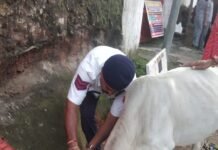 यातायात पुलिस की नई पहल, आवारा पशुओं की सींघ में लगाएगें रेडियम WhatsApp Image 2022 08 13 at 9.07.45 AM