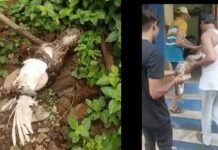 घर के आँगन में निकला अजगर ,बतख़ को ज़िंदा खा गया अजगर,महिलाओ में भय WhatsApp Image 2022 08 31 at 6.47.55 PM 1 1