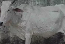 नहीं थम रहा लंपी वायरस का कहर, राजस्थान के भीलवाड़ा जिले में हालात बेकाबू 2003552 1