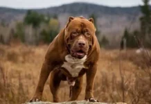 खतरनाक होते हैं पिटबुल कुत्ते? पेटा इंडिया ने कही ये बात 2003670 untitled 7 copy