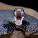 Bush viper 1