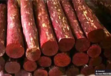 लाल चंदन की लकड़ी की तस्करी का मामला सामनेआया विदेश भेजने की हो रही थी तैयारी Screenshot 09 16 2022 14.44.43