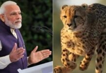 भूखे पेट चीतों की 20 घंटे की हवाई यात्रा, जानें नामीबिया से भारत कैसे लाए जाएंगे चीते a1682cc47904f52bb322374a45468cfc