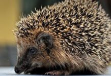 10 लाख रुपए का चूहा चोरी हुआ पुलिस कर रही है जाँच 1664893875160344 0