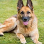 2174710 untitled 22 copy