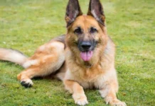 जर्मन शेफर्ड कुत्तें ने काट लिया महिला को मचा हड़कंप। 2174710 untitled 22 copy