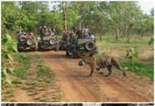 सीएम शिवराज सिंह सपत्नीक बांधवगढ़ के महुआ कोठी में की रात्रि विश्राम सुबह जंगल सफारी का उठाया लुफ्त,बाघ सहित अन्य जंगली जानवरों का किया दीदार। IMG 20221114 130736