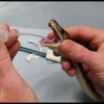 सांप की हुई सर्जरी निकाला गया ट्यूमर। 2370726 untitled 96 copy