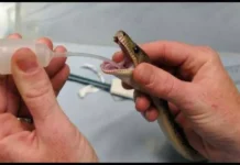 सांप की हुई सर्जरी निकाला गया ट्यूमर। 2370726 untitled 96 copy