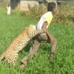 लेपर्ड पर युवक को पत्थर मारना पड़ा भारी ,लेपर्ड ने बोला युवक पर हमला , WhatsApp Image 2023 01 12 at 20.09.10