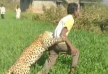 लेपर्ड पर युवक को पत्थर मारना पड़ा भारी ,लेपर्ड ने बोला युवक पर हमला , WhatsApp Image 2023 01 12 at 20.09.10
