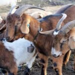 bakri palan project report loan or anudan