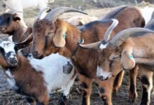 गरीब मजदूर ने पेश की मिसाल बकरियां बेचकर स्कूल में दान कर दिये ढाई लाख रुपय। bakri palan project report loan or anudan