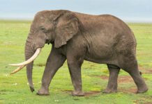 हाथी के पकड़े जाने के बाद जश्न मना रहे थे वन अफसर। istockphoto 1391649784 170667a