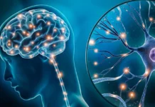 घातक बन सकती हैं शरीर में सेरोटोनिन की कमी, इन आहार से करें इसकी भरपाई। 4ff1d270efdb13c2a1b515194d123d0c89f79e185838e5ac770a39d1c9eea086