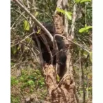 भालू के हमले में व्यक्ति को गंवानी पड़ी जान। 2722055 untitled 48 copy