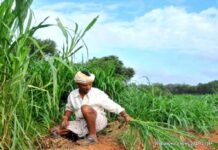 एक साल बीतने के बाद भी कृषि विभाग ज़िला स्तरीय प्रमाण पत्र नहीं दे पाया बांसवाड़ा के किसानो को। WhatsApp Image 2023 04 19 at 4.45.04 PM