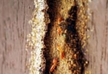 घर पर हो गया है दीमक का हमला, तो ऐसे पाएं उनसे छुटकारा। 5fb36f5d 1e10 45c4 880f b7543b7fd2e6 1