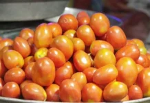 150 किलो टमाटर की हुई चोरी, 3146445 untitled 90 copy