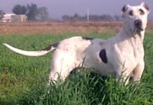 पागल कुत्ते ने 11 लोगों को काटा. सभी जख्मी, BN Banswra News द्वारा प्रदत्त