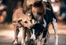 अब कुत्ते के काटने पर मिलेगा मुआवजा,हर दांत के निशान पर 10 हजार रुपये, हाईकोर्ट ने दिया निर्देश BN News By Pradtt