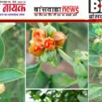 क्या आप अश्वगंधा के पौधे को पहचानते हैं? जानिए इसके चमत्कारी फायदे ashvgandha