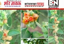 क्या आप अश्वगंधा के पौधे को पहचानते हैं? जानिए इसके चमत्कारी फायदे ashvgandha