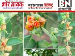 क्या आप अश्वगंधा के पौधे को पहचानते हैं? जानिए इसके चमत्कारी फायदे ashvgandha