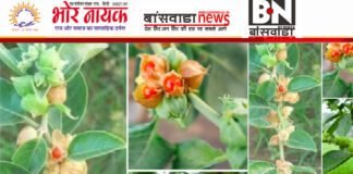 क्या आप अश्वगंधा के पौधे को पहचानते हैं? जानिए इसके चमत्कारी फायदे ashvgandha