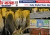 सज्जनगढ़ पुलिस की बड़ी कार्रवाई: गोवंश तस्करी के आरोप में वालाराम मीणा गिरफ्तार, पिकअप वाहन जब्त |सज्जनगढ़ थाना पुलिस Banswara गोवंश तस्करी